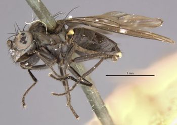 Media type: image;   Entomology 11178 Aspect: habitus lateral view